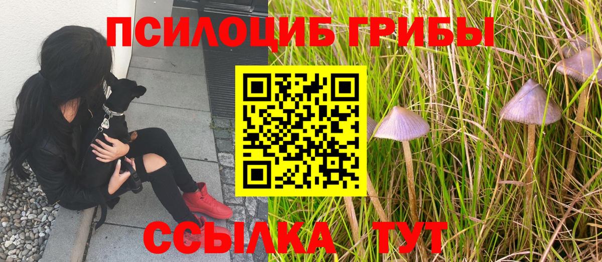 Псилоцибиновые грибы Cubensis Каменка